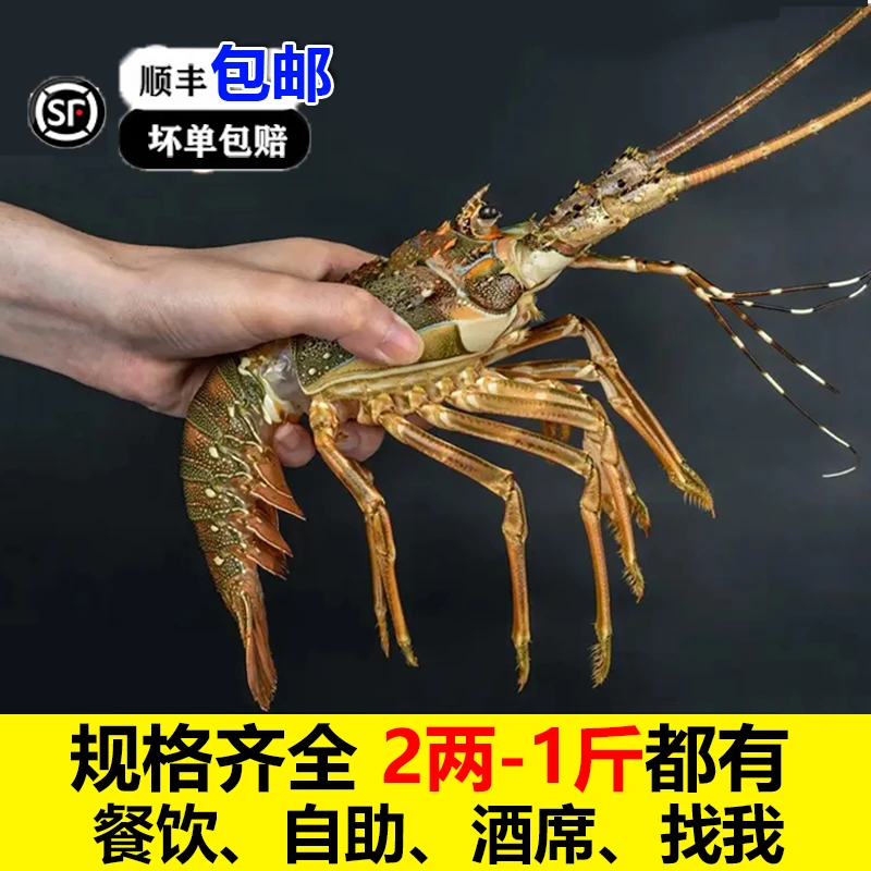 小青龙鲜活急冻红龙超大肉多鲜活冷冻新鲜青龙虾活冻奥龙澳洲龙虾