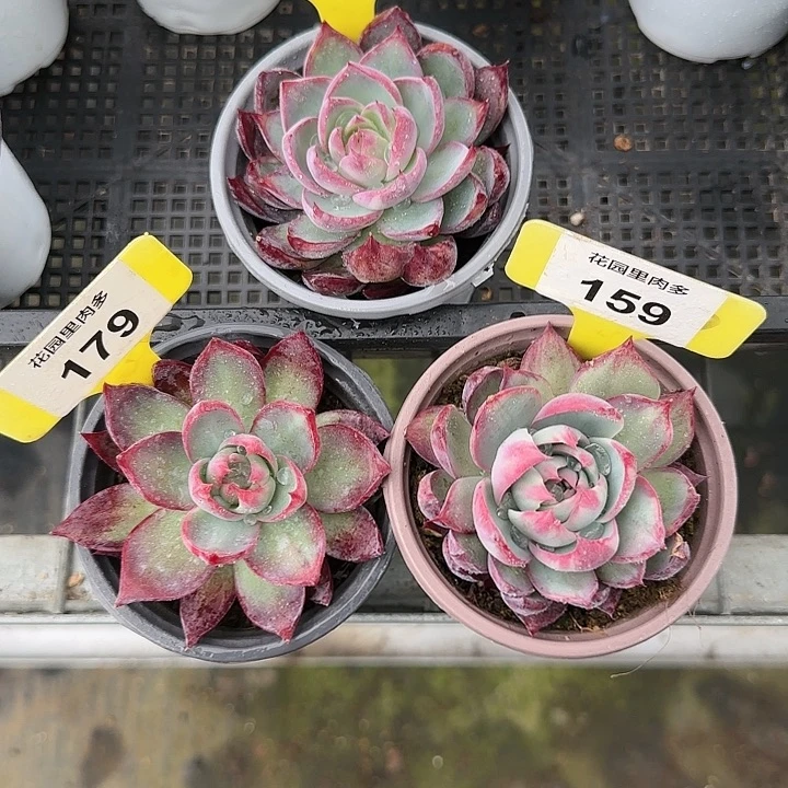 ****༽162、178、159 惊鸿仙子多肉植物6-9cm