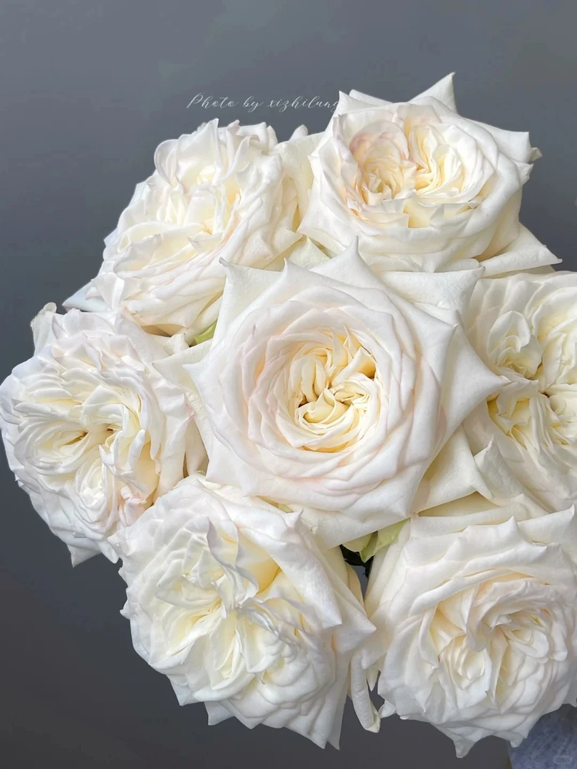 「曼曼」烛光15只➕5只防损  鲜花任意满两单包邮拒收不售后