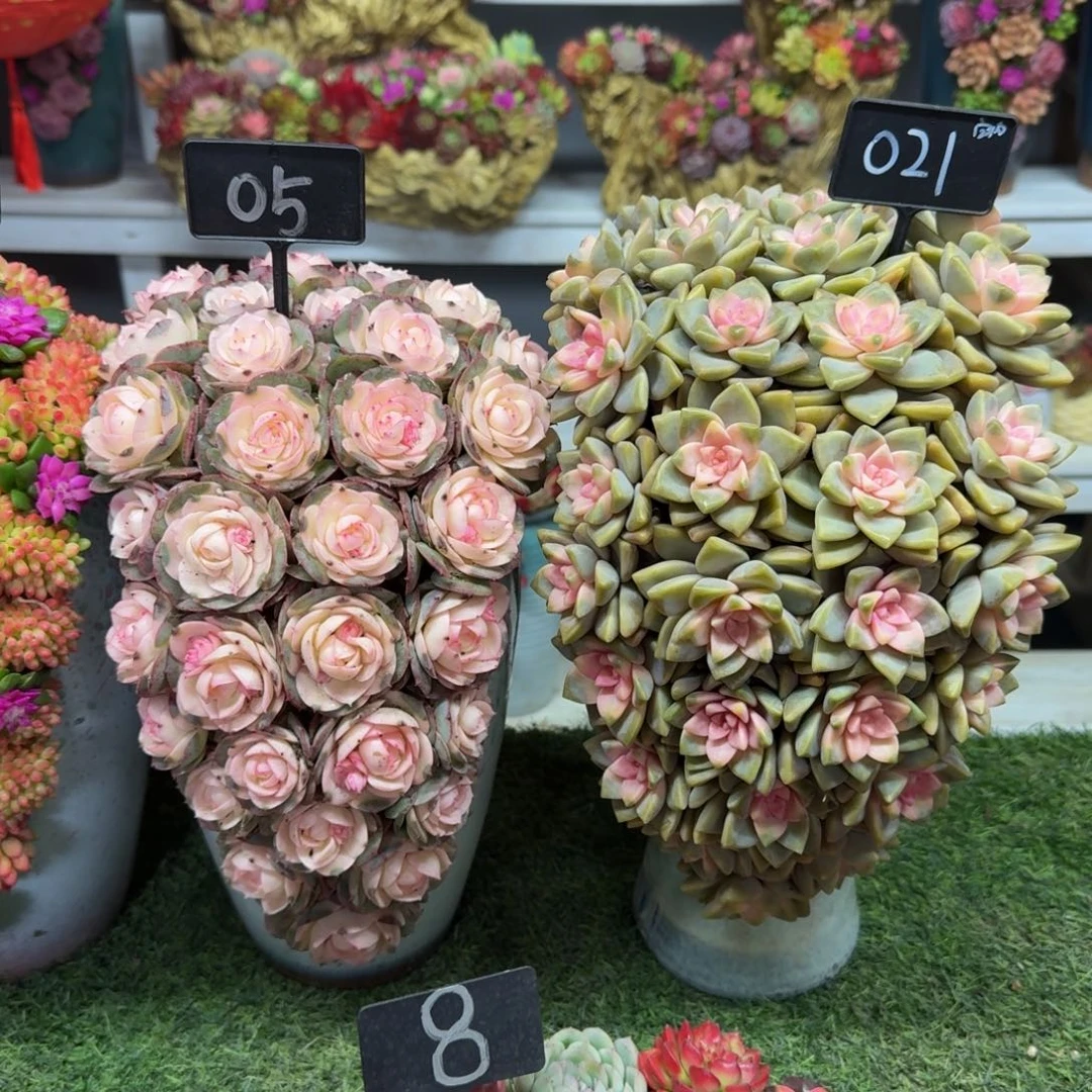 05加021两盆多肉盆景