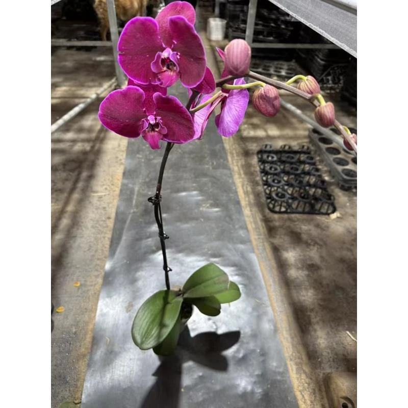 蝴蝶兰【霓虹灯】室内精品花卉昆明直发