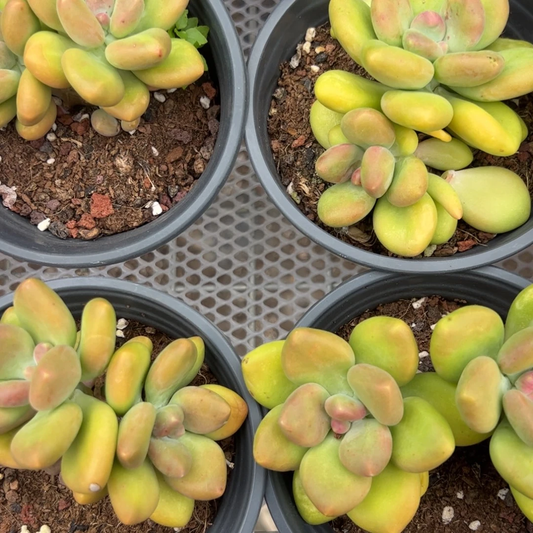 KK美人多肉植物精品