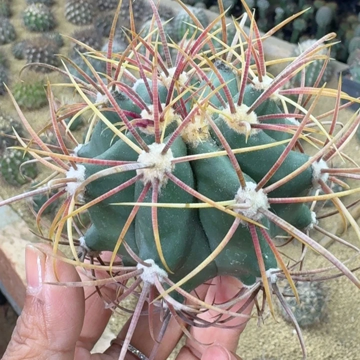 仙人球，白鸟丸，有根