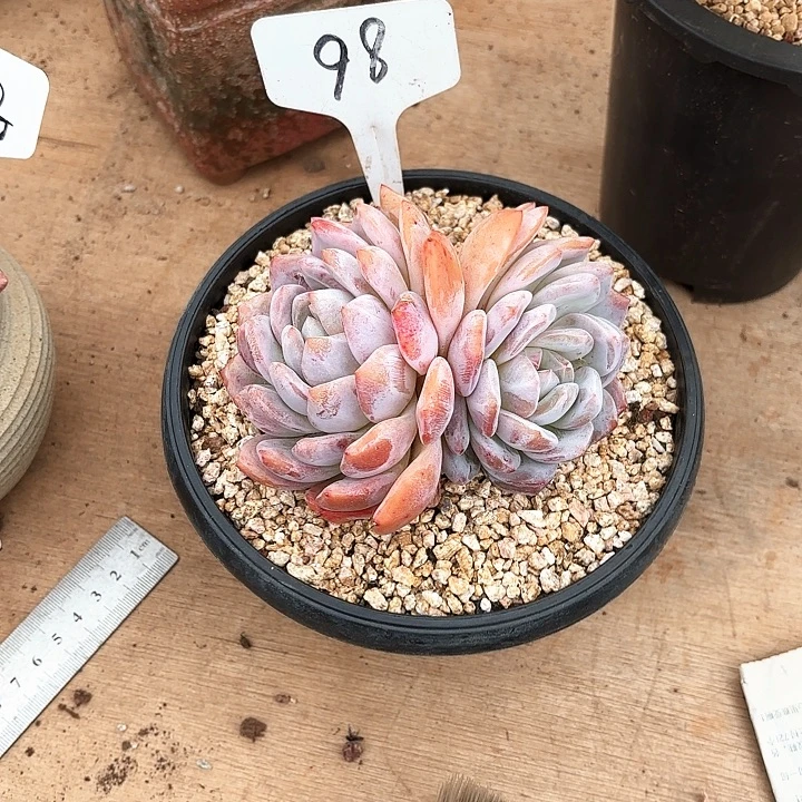 多肉植物，橙子98号
