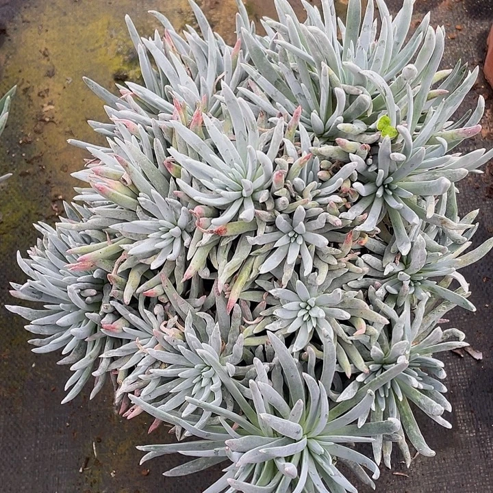 奴婢吉娜29.8多肉老桩