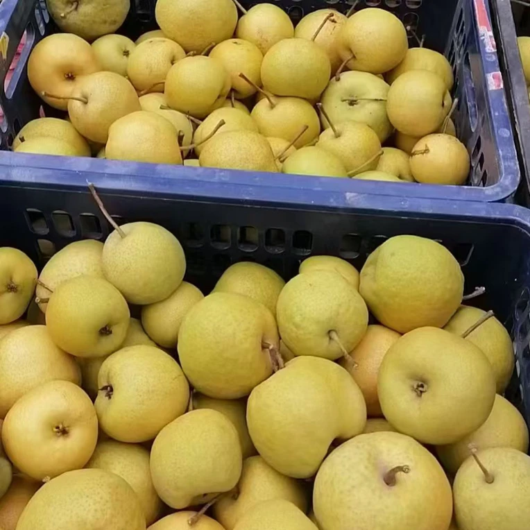 甘肃省白银市靖远县大庙香水梨现摘现发的美食解馋水果