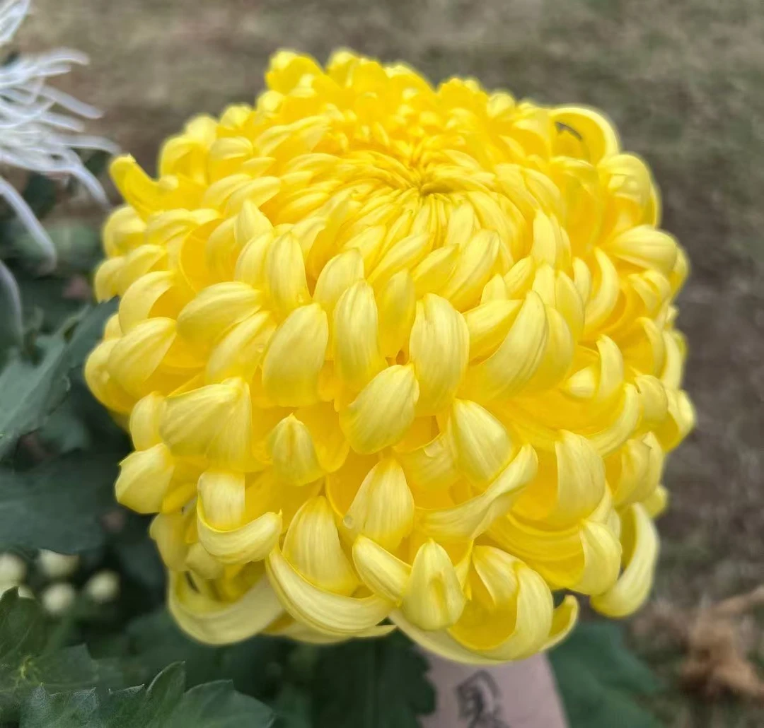 九月菊花【国华大宝】开大花掉叶掉枝不售后介意慎拍