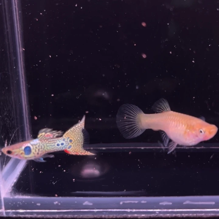 孔雀鱼霓虹精灵1对