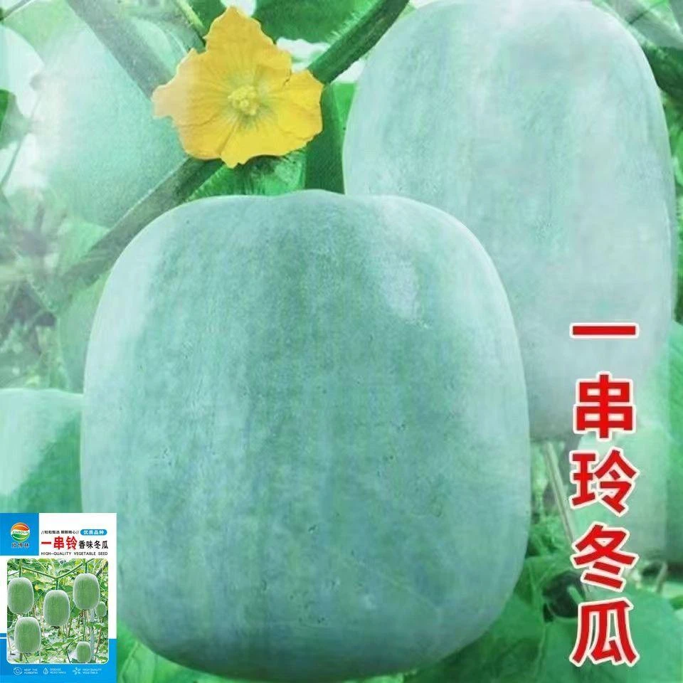 正宗一串铃冬瓜白皮小冬瓜粉皮高产菜园阳台大田四季蔬菜种子大全