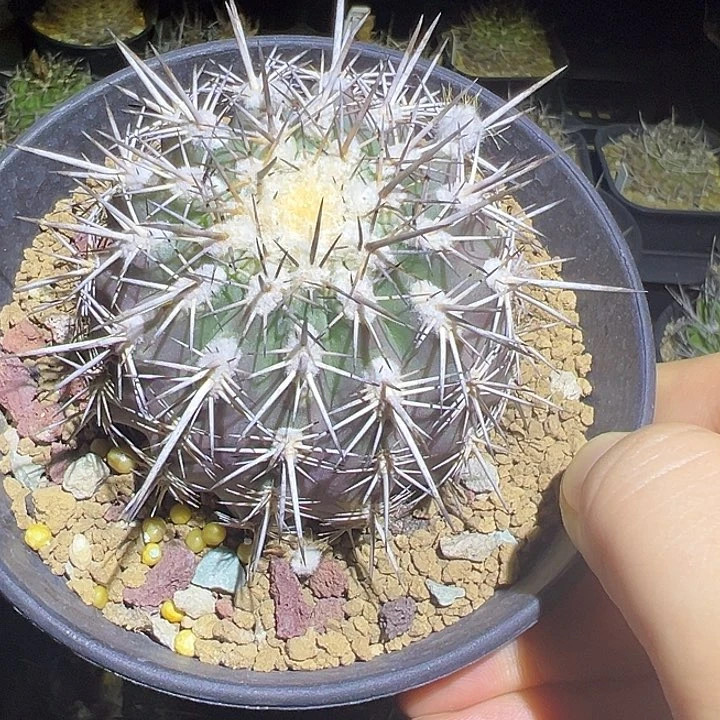 松**角仙人球专拍7558