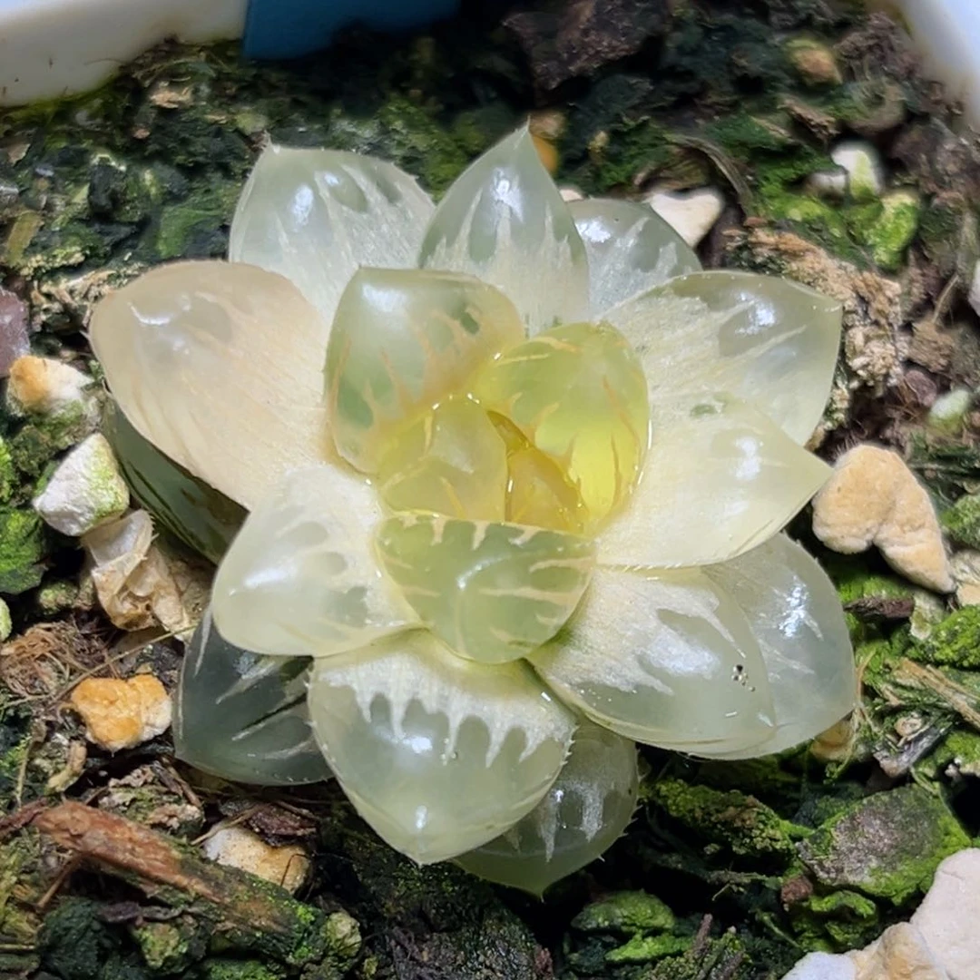 恭喜发财大吉大利0225