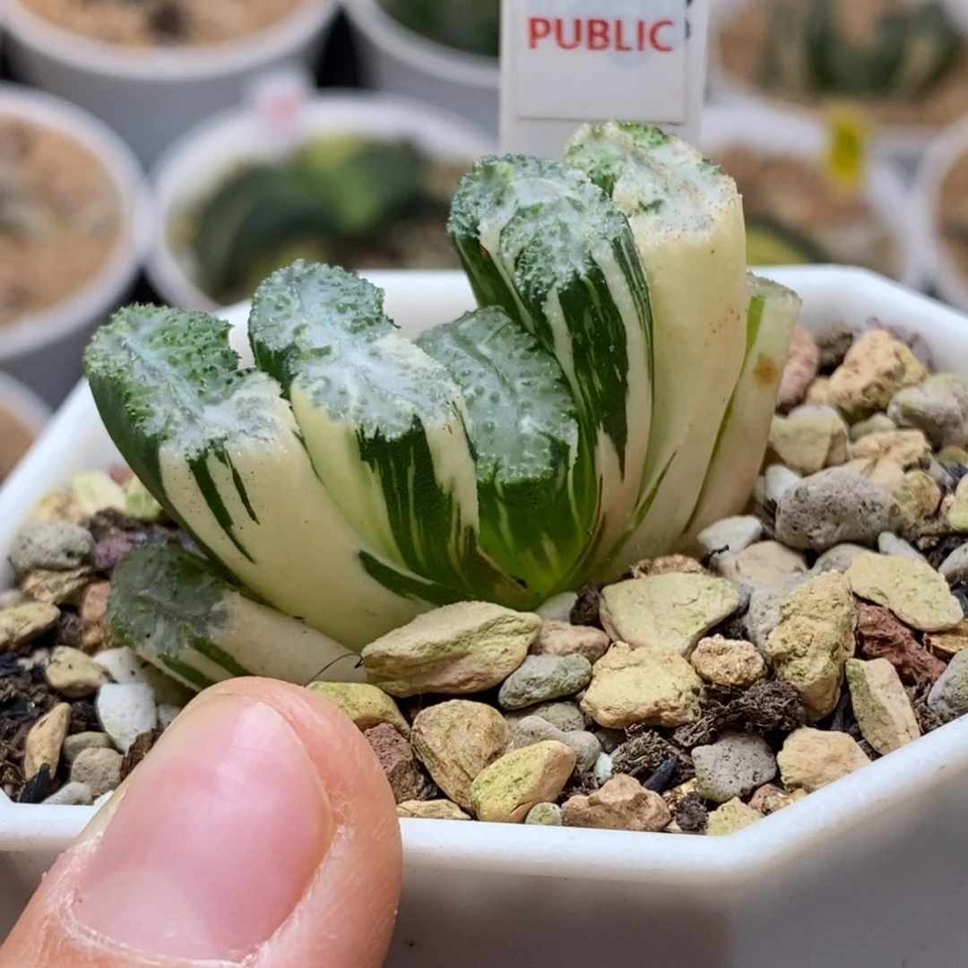 332荒肌多肉花盆