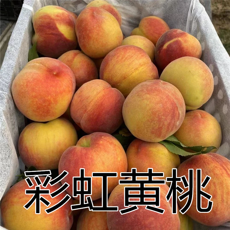 【东方甄选溯源】湖北彩虹黄桃应季毛桃子爆甜多汁应季现摘新鲜水果