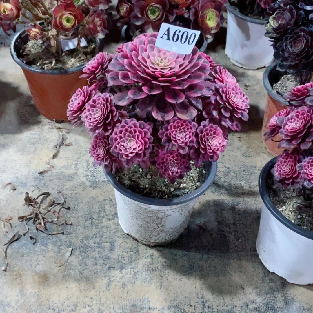 嫩桩黑铜白600多肉法师