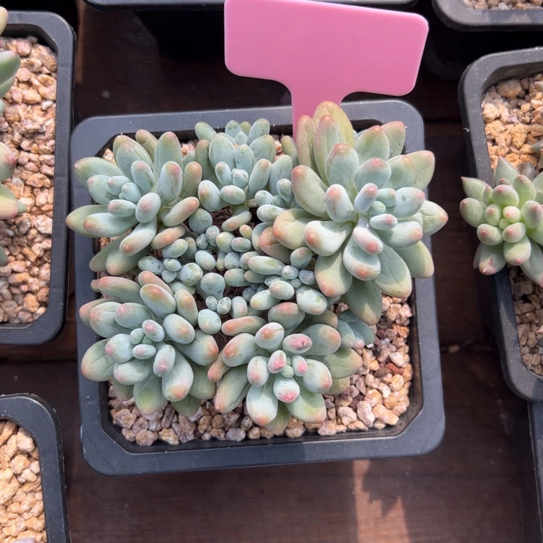 苹果奶11111111111111