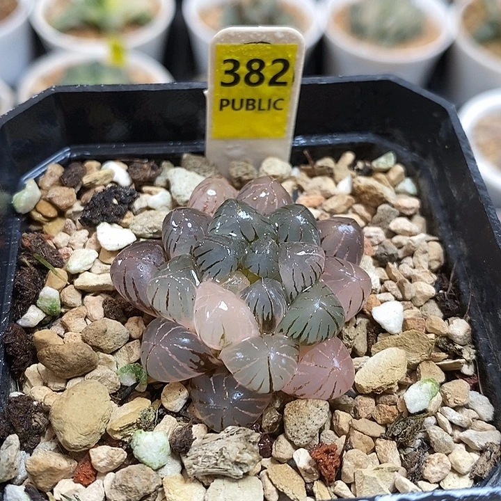 382亲之姬寿锦一物一拍