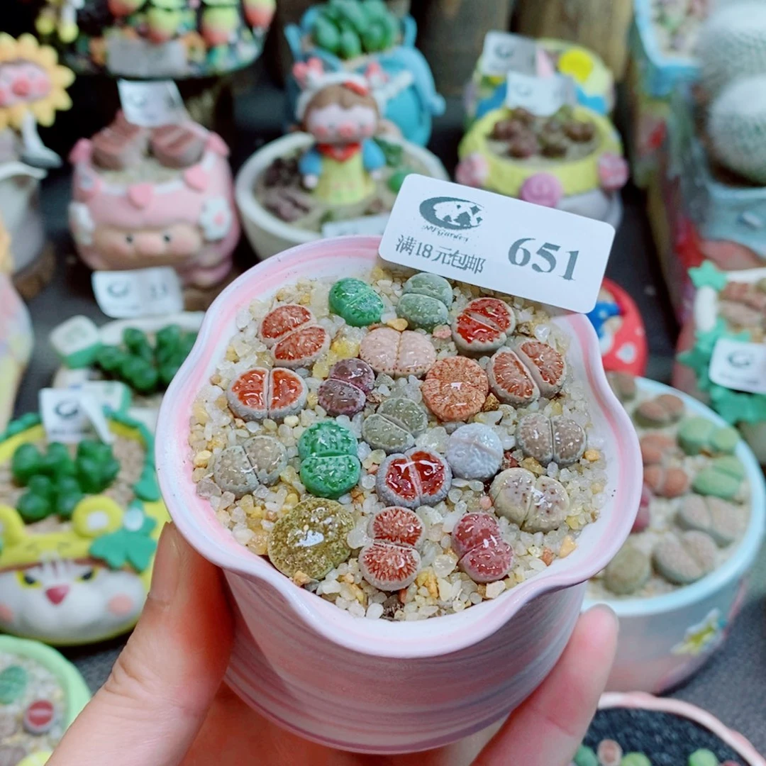 生石花花花花花花花651