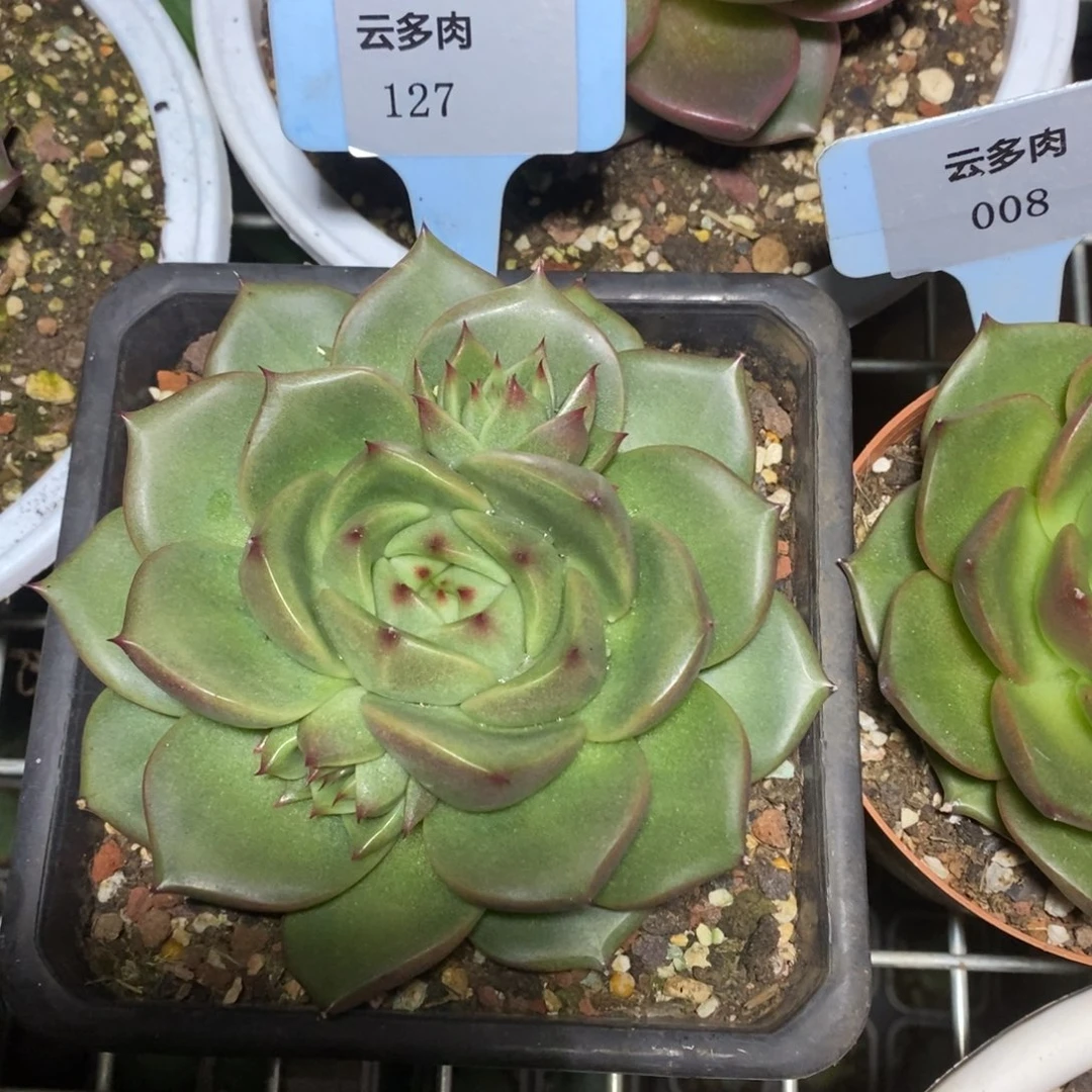 未***期x127-直播福利 东云