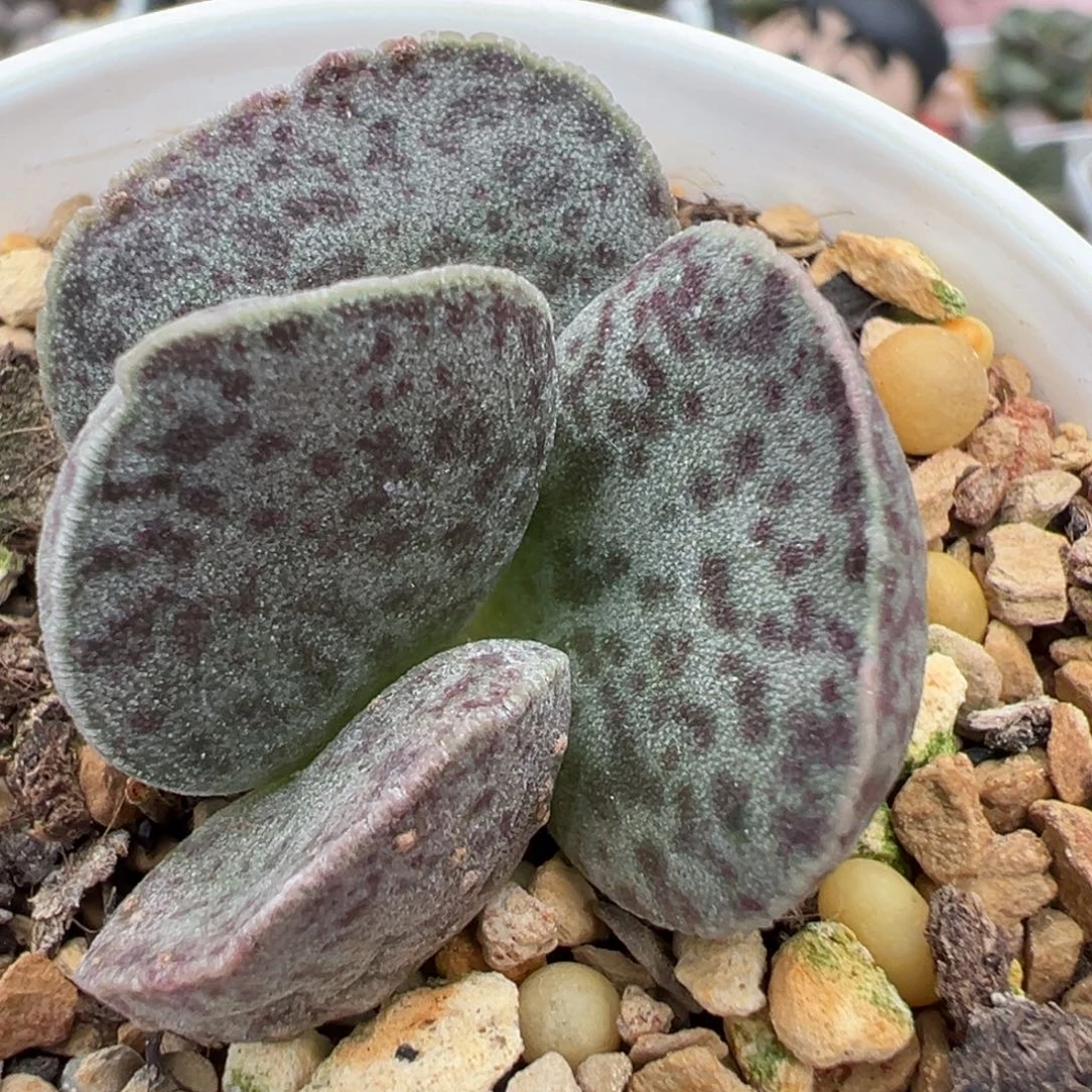 暗黑系实生新品多肉植物水泡多肉植物