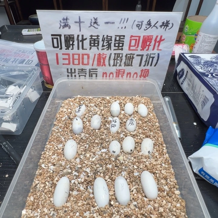 ****料母绿毛龟东箱苗错甲