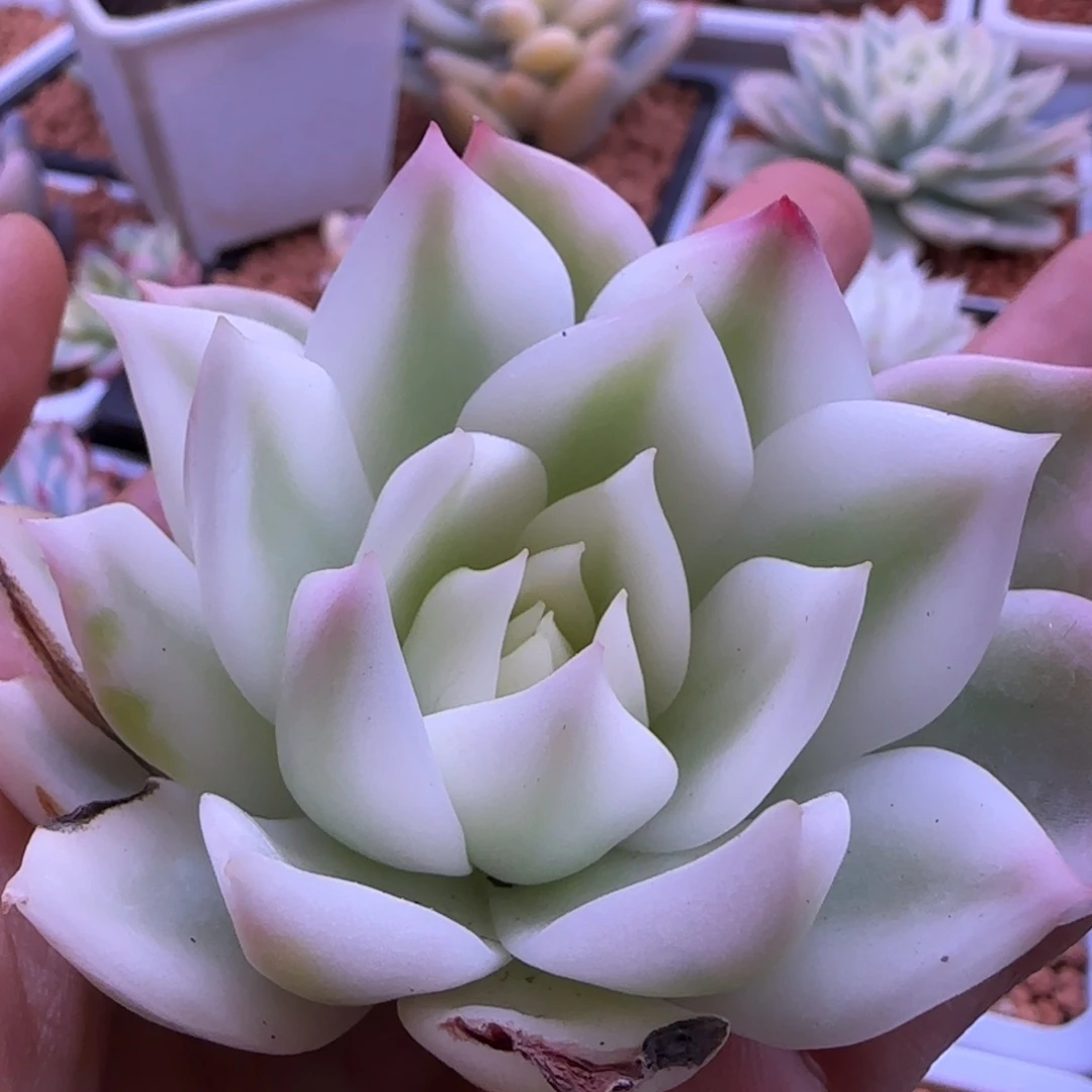 多肉植物 多肉植物