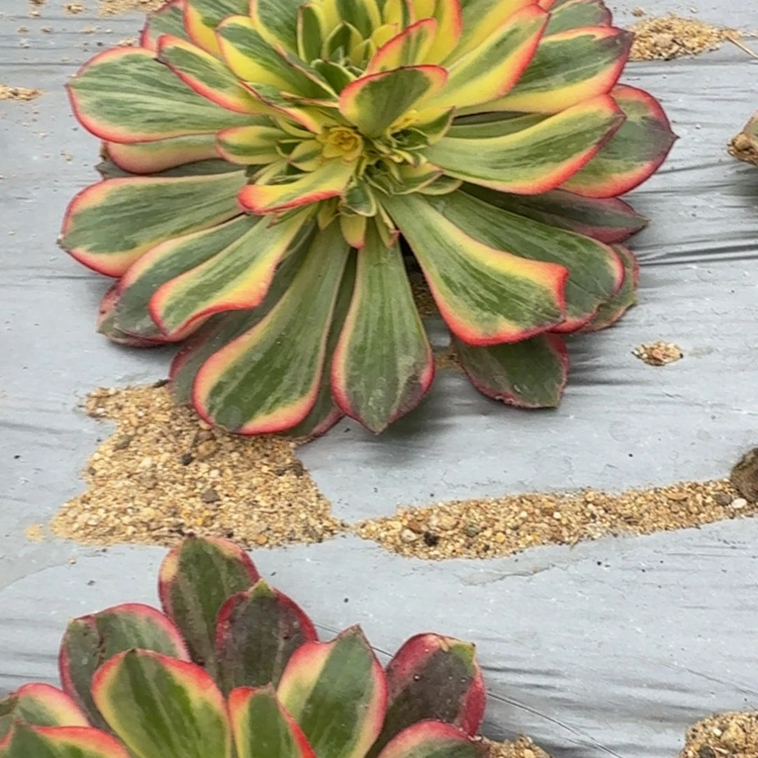 111黑魔锦 多肉植物