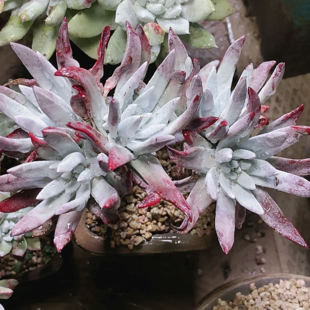 【闪购商品】哈哈哈初霜苹果叶多肉2135