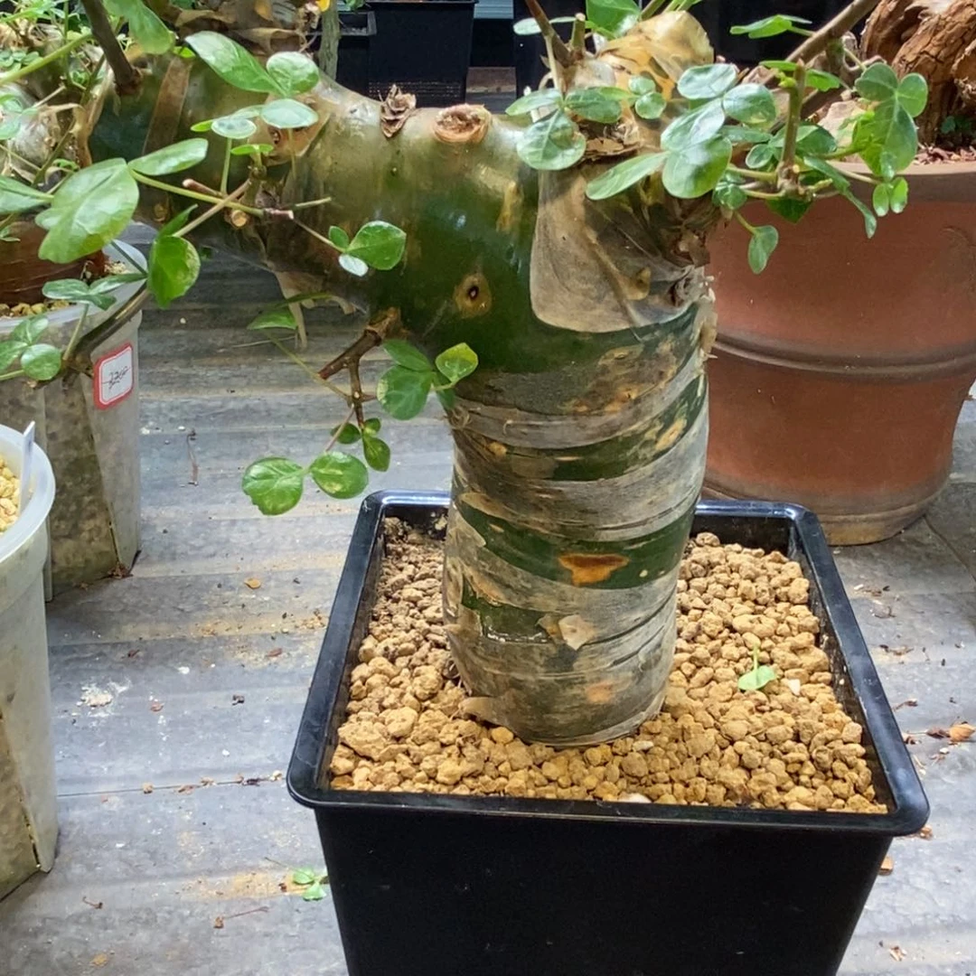 阿哥拉绿皮没药产地熟桩