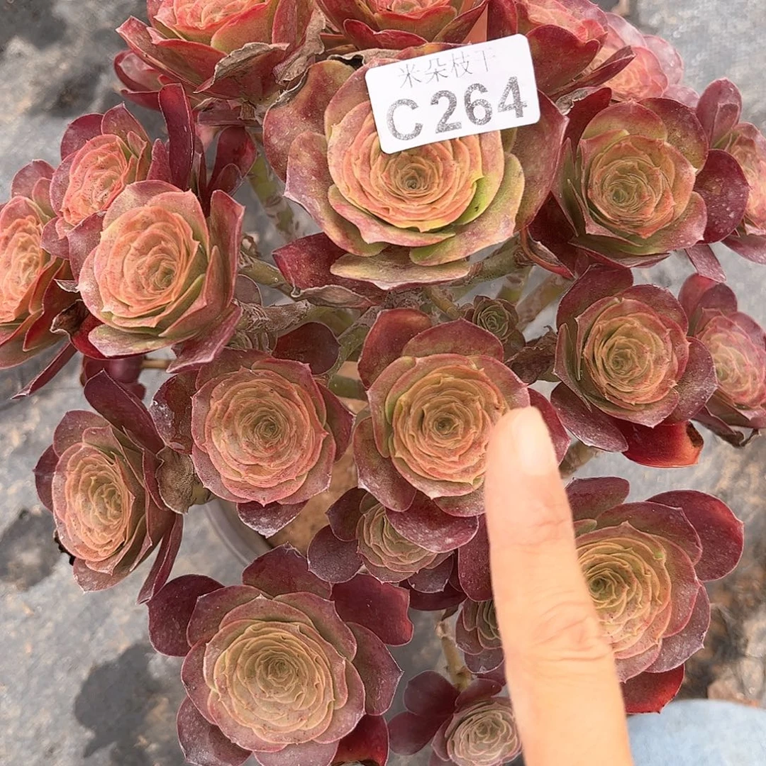 蒙***行多肉植物264号多肉植物