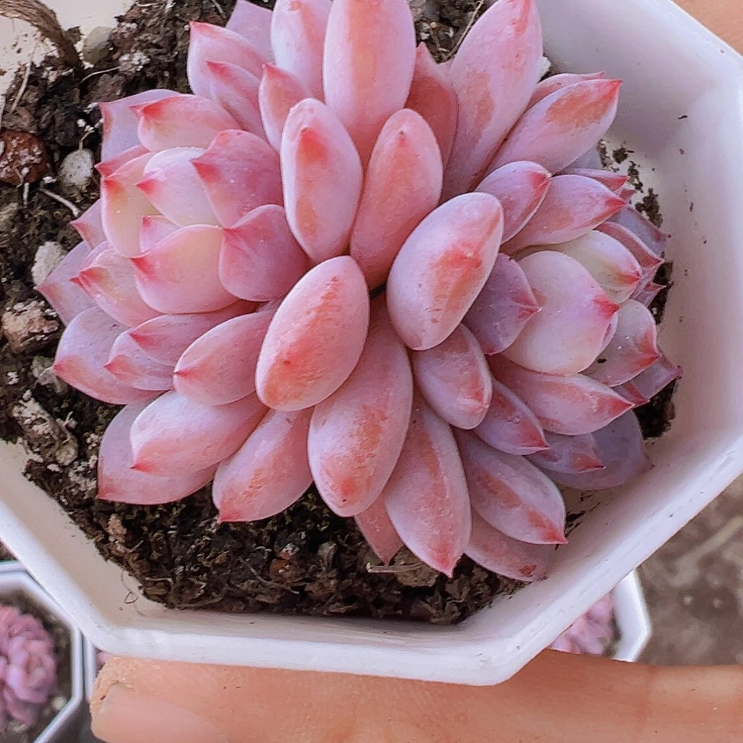 双头精品星星橙2颗