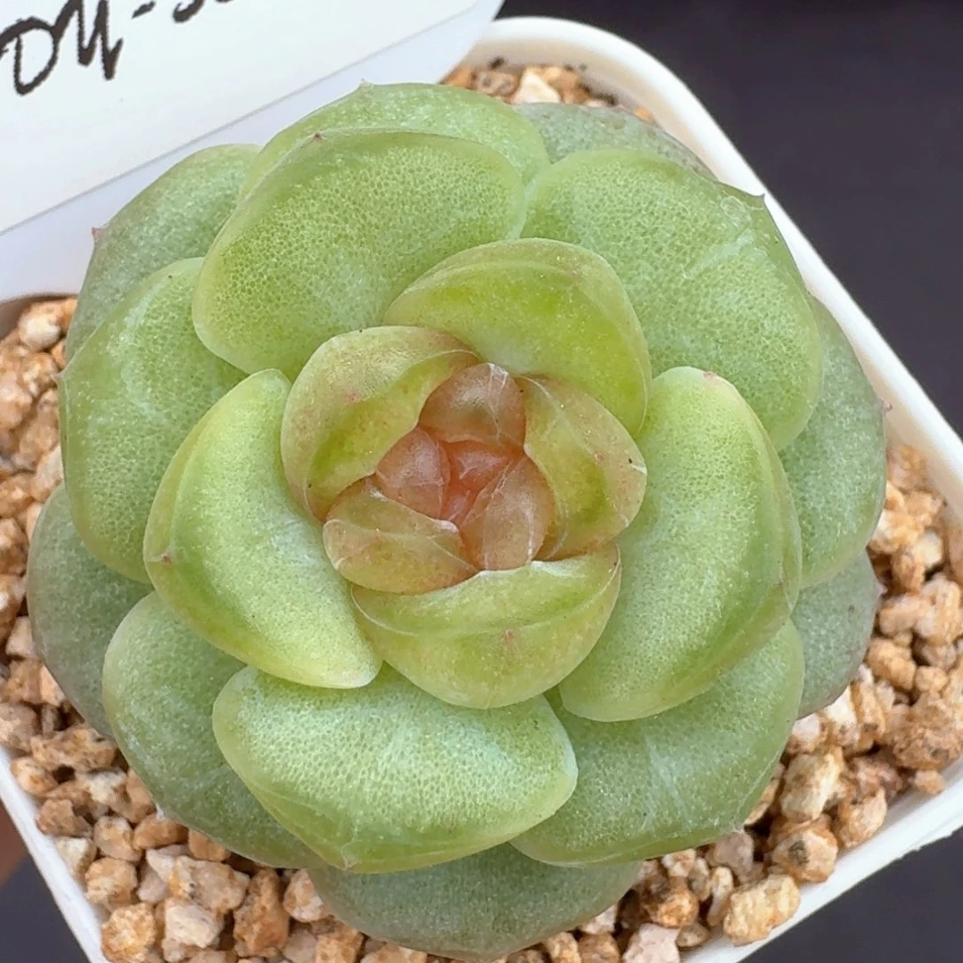 0610-053-瑰夏单头