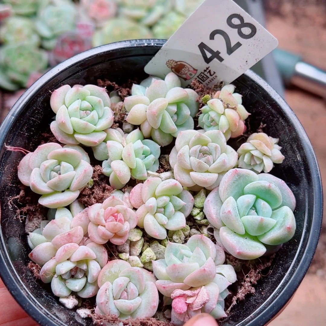 当前无花朵，栽培后可花朵