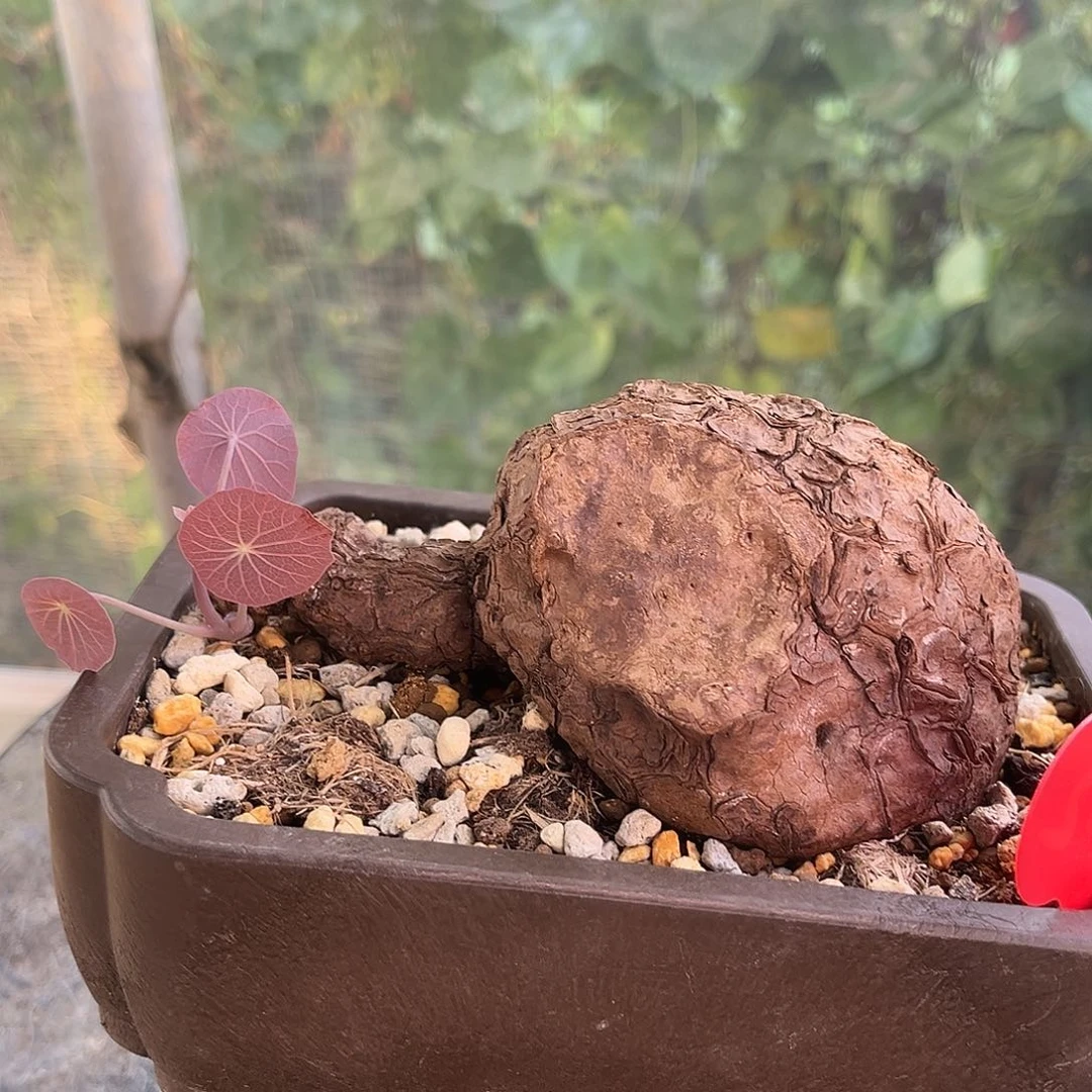 潮流植物 一叶龟蜗牛款