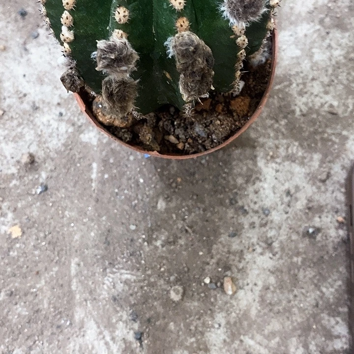 红金刚7.99仙人球，高7公分左右