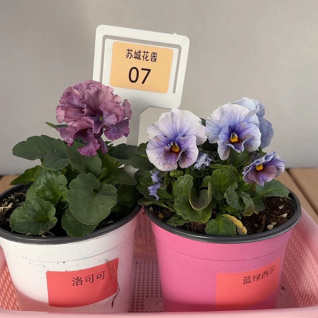 大部分开放少量花苞07