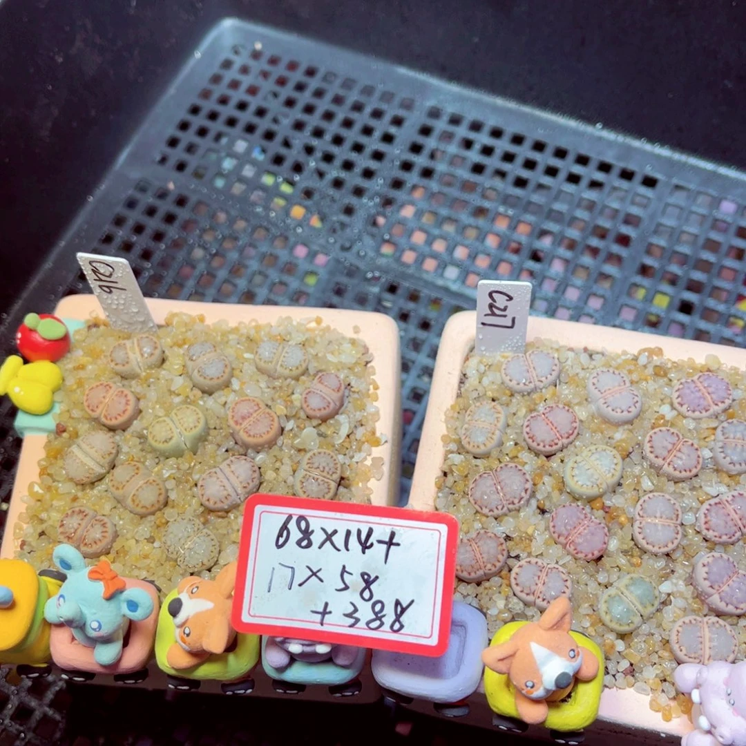 糖***糖506生石花带盆发1