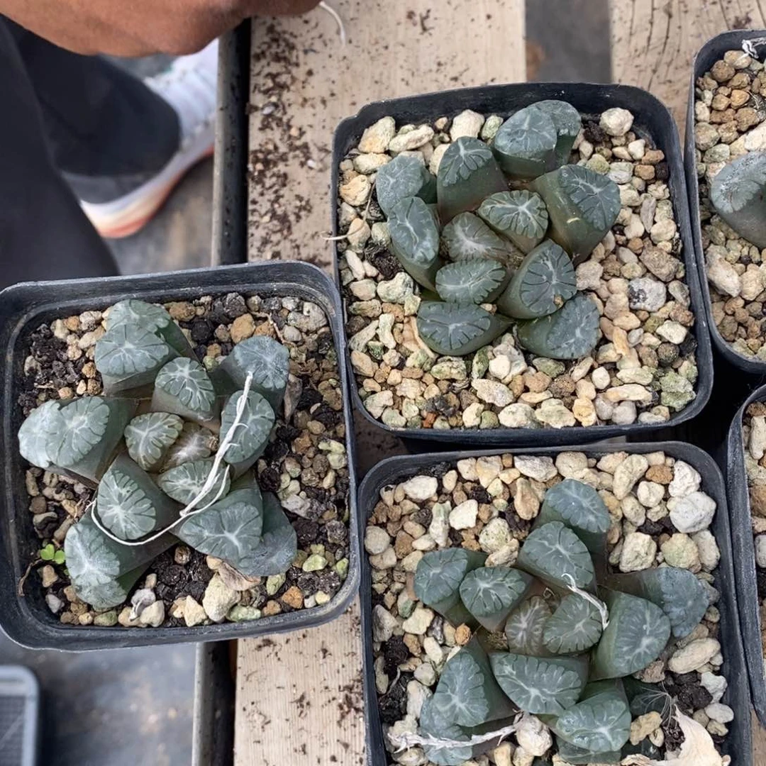 5106 一颗紫万象。 炸弹福利。