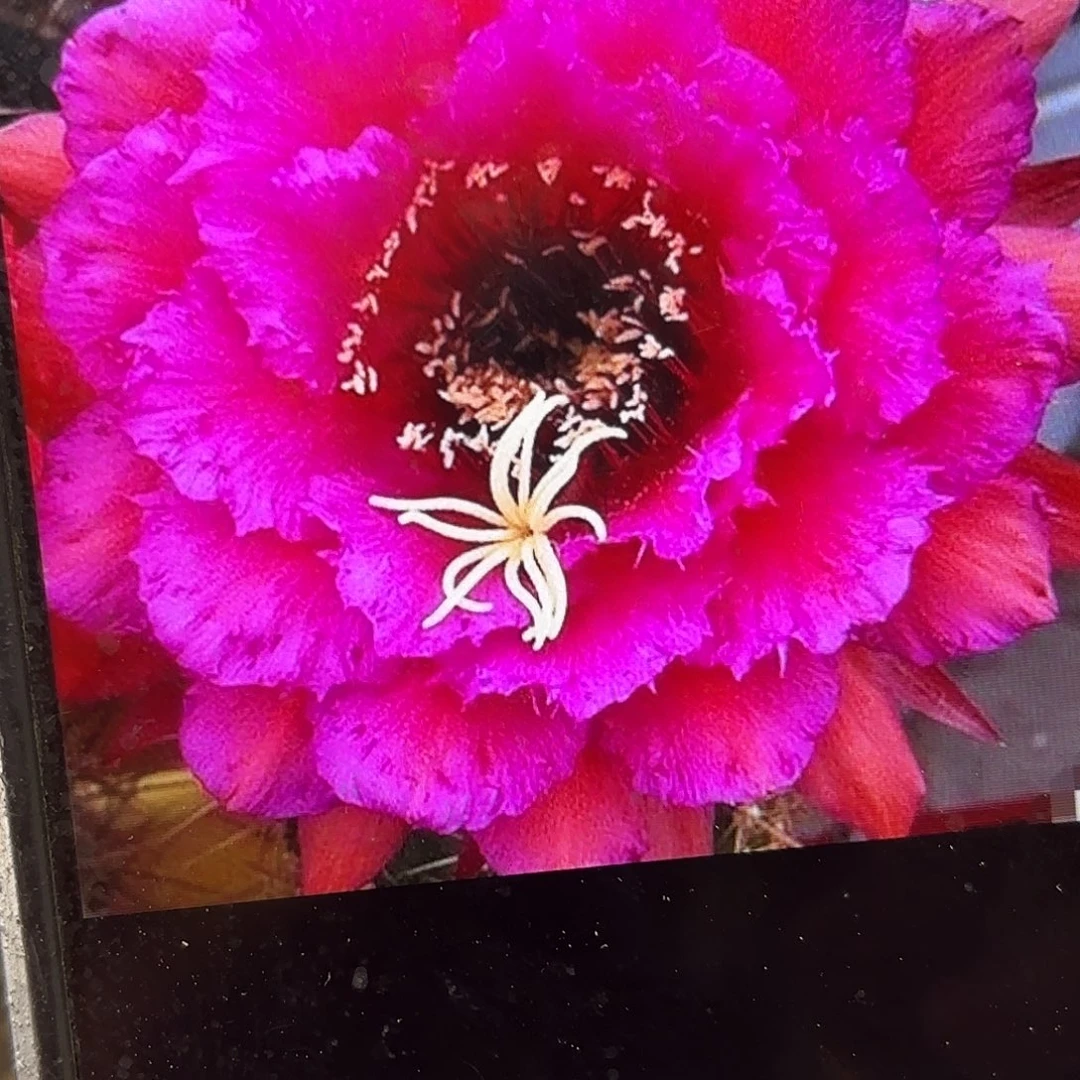 流苏毛歪侧牙20包邮29