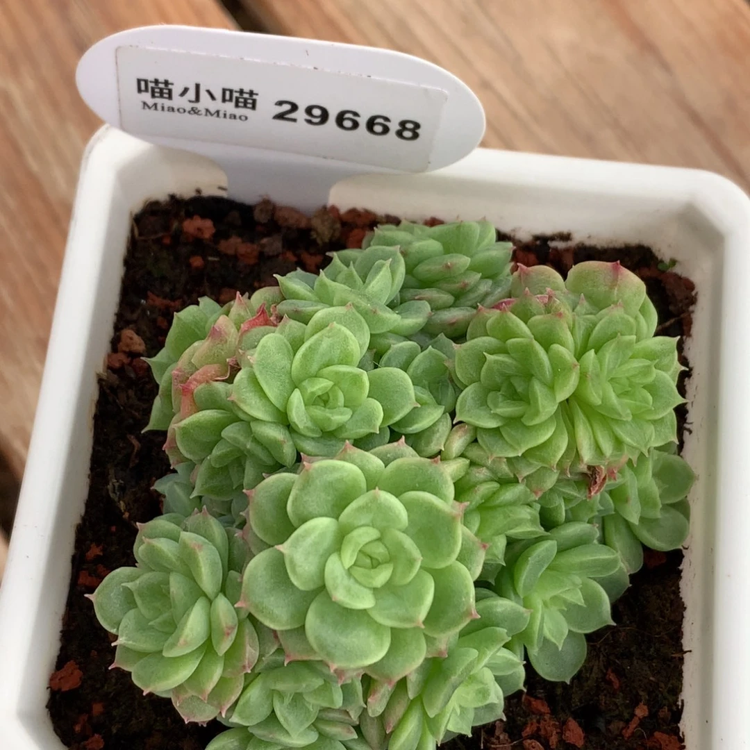 Y***G多肉植物杂交珍妮