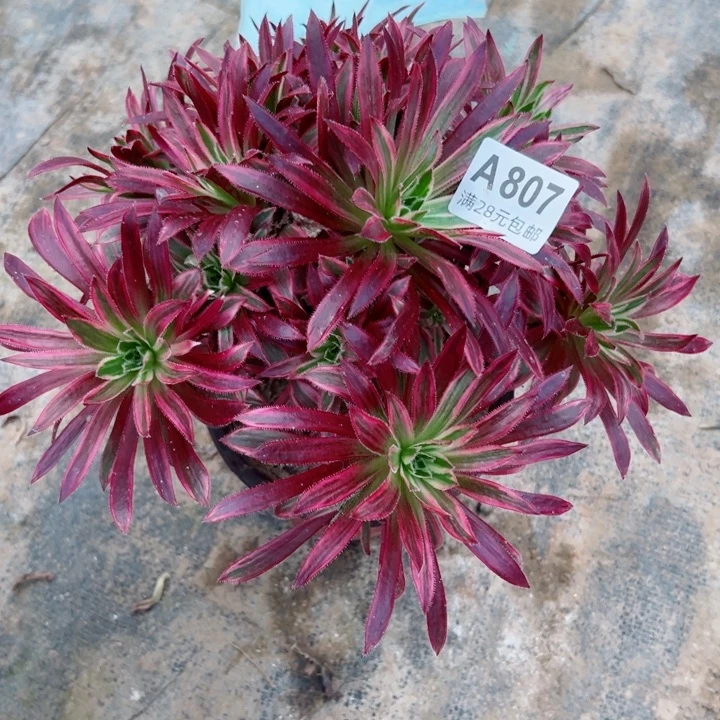 807凤凰锦多肉的