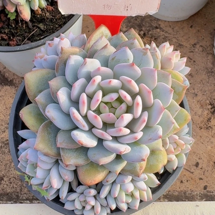 星星橙424多肉植物一物一拍