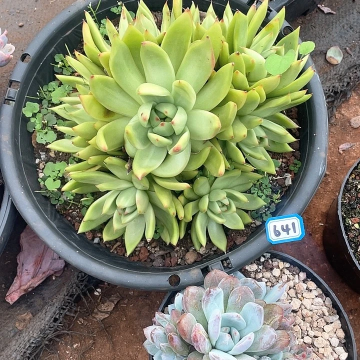 641弗兰克 一物一拍多肉
