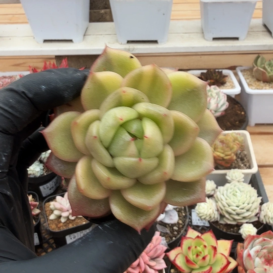 1223-74冰宝龙锦单头