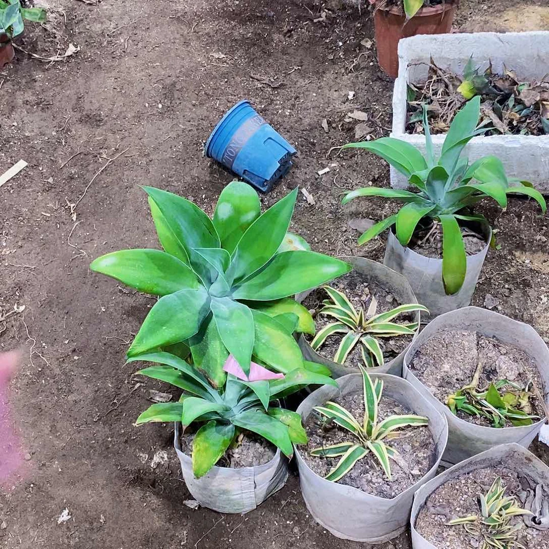 菌***姐7842狐尾一颗1111