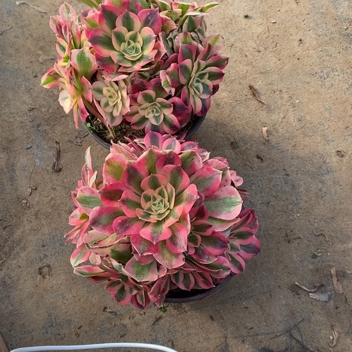 女巫2颗72多肉植物法师法师