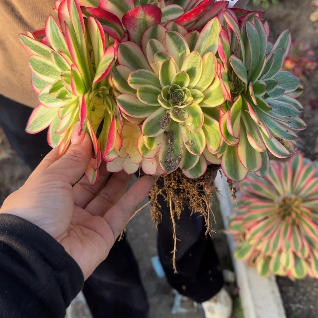 170荔枝。多肉植物