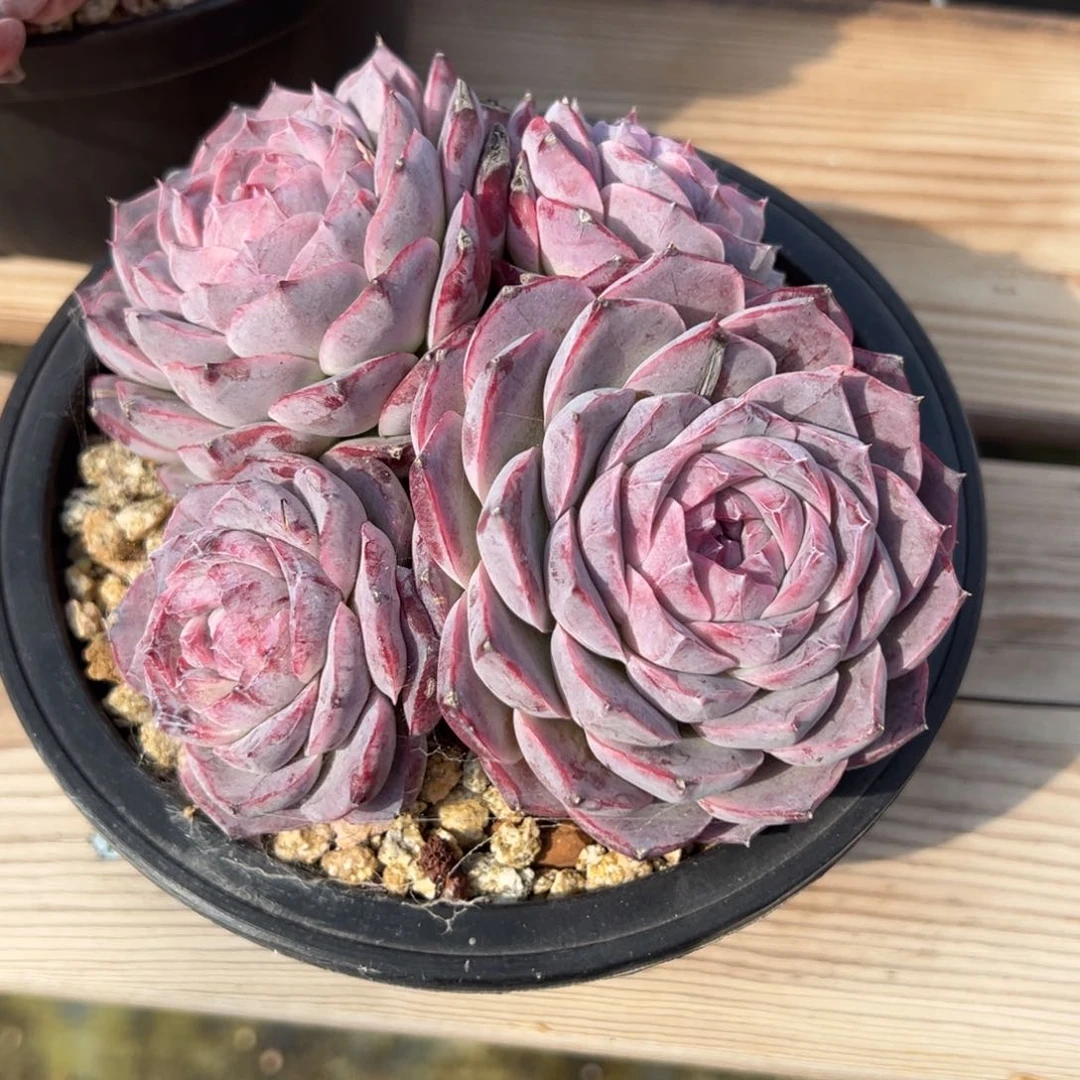 吉三模特多肉多多多