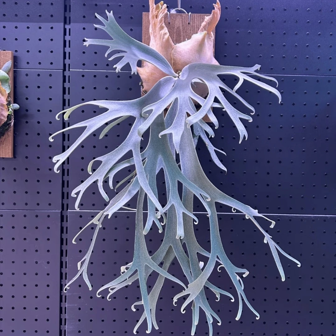 Arrow侧芽 黑牌母本侧芽 鹿角蕨 顺丰包邮