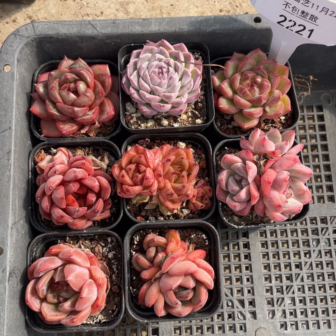 不包整散 盆子不售后2221