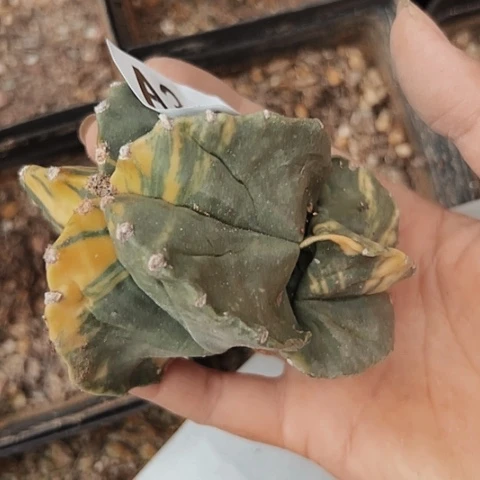 完全开放368仙人球自根